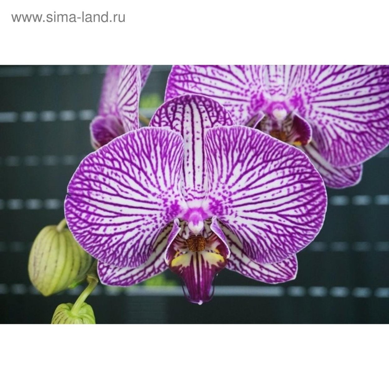 Фаленопсис Crown Stripe