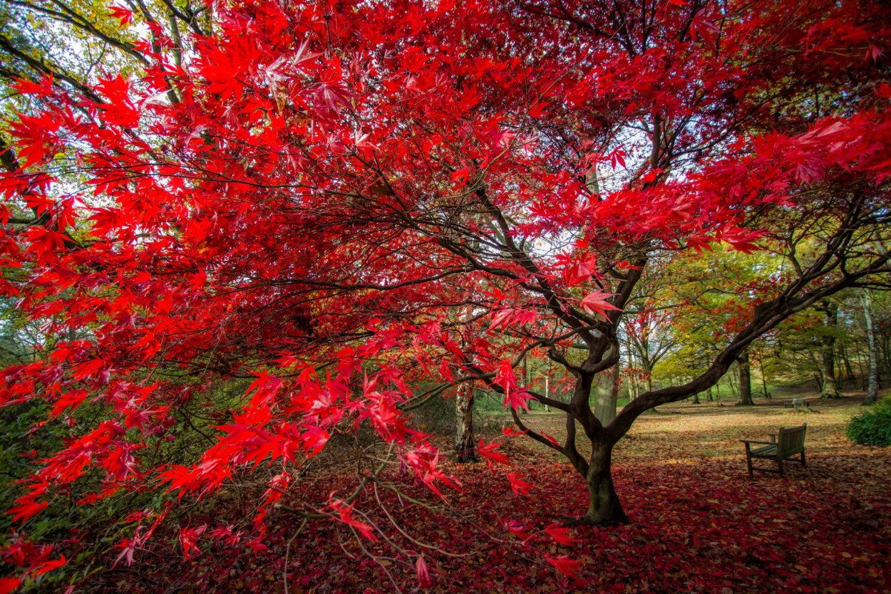 Клен красный Acer rubrum