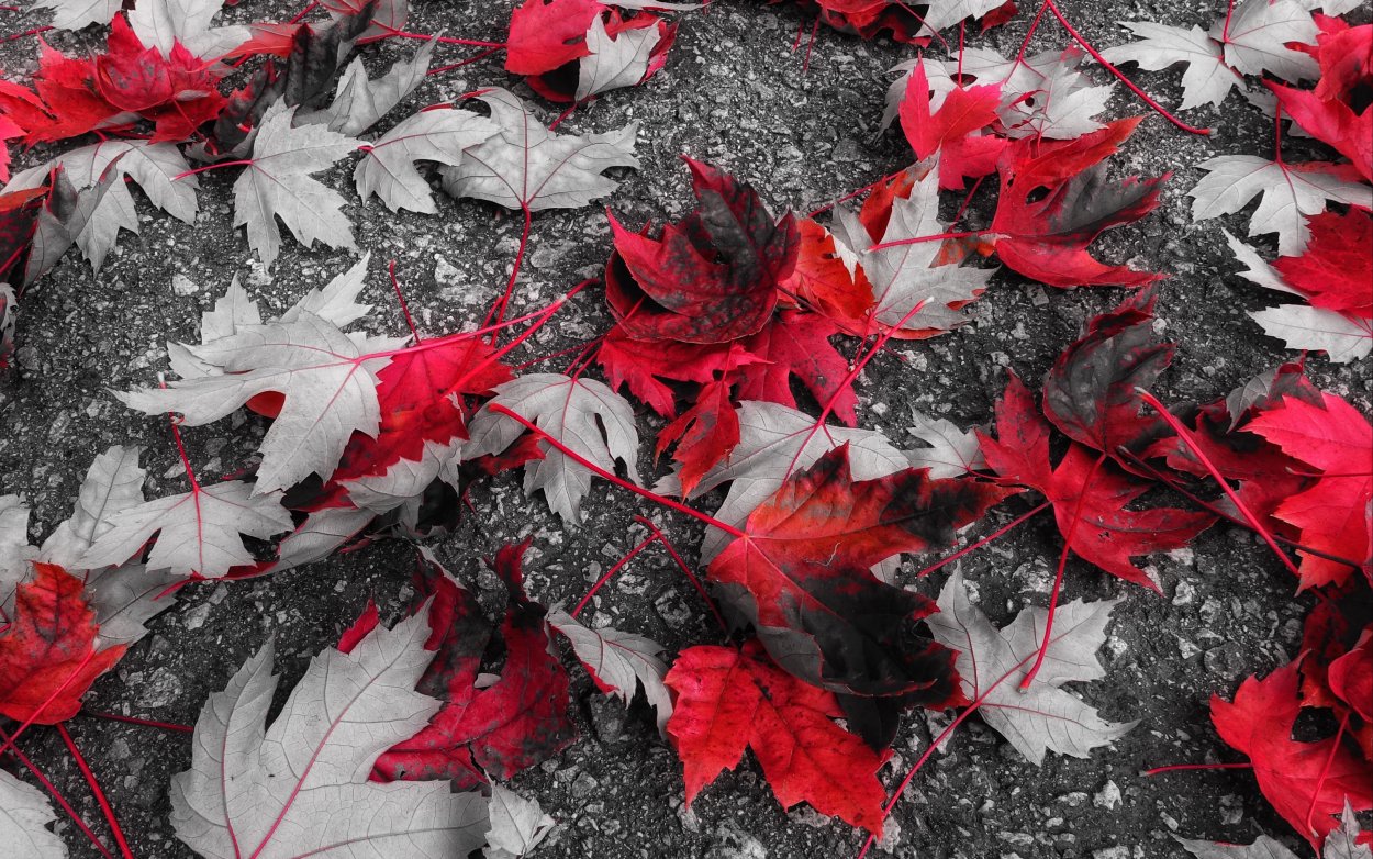 Клен японский веерный Acer palmatum