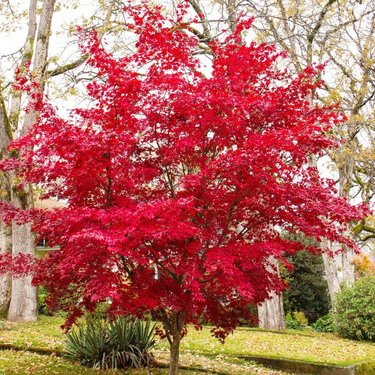 Веерный клен Атропурпуреум (Acer palmatum Atropurpureum)