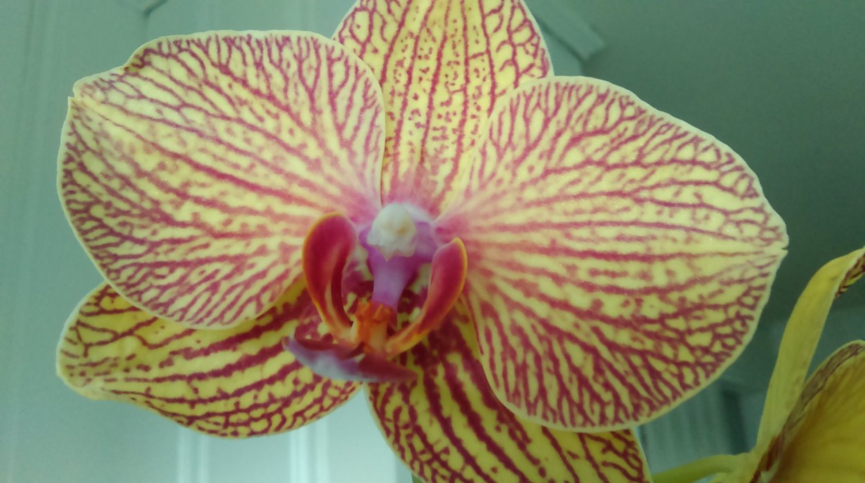 Полосатые орхидеи фаленопсис