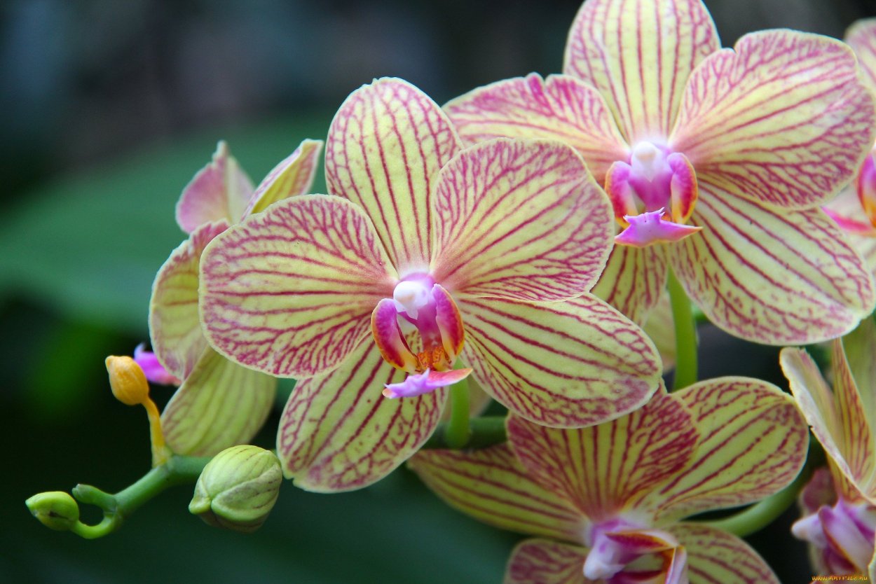 Фаленопсис Crown Stripe