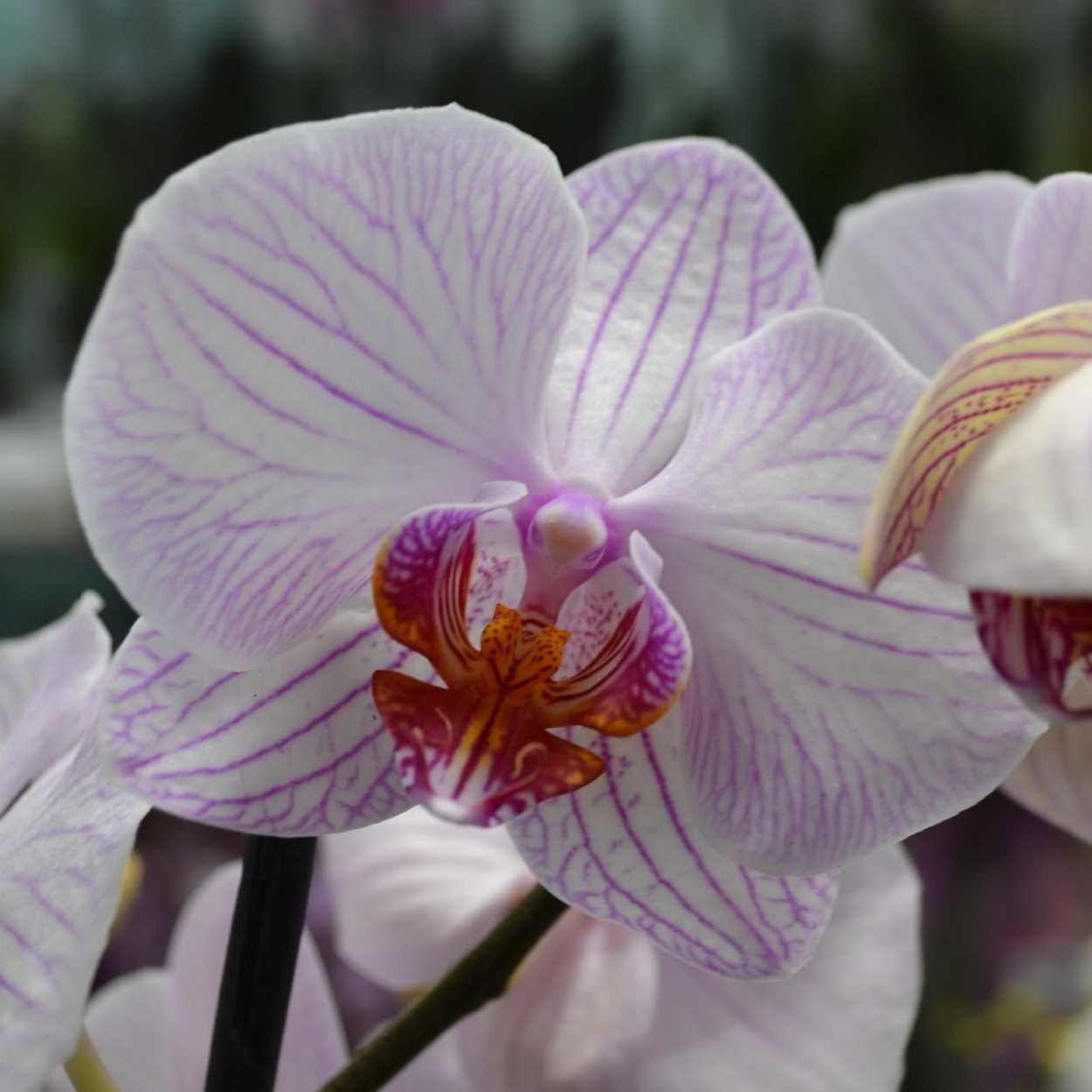 Фаленопсис White Wonder