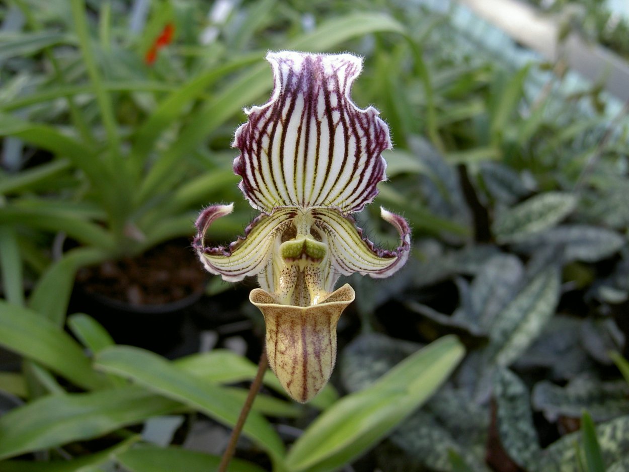 Пафиопедилум в природе