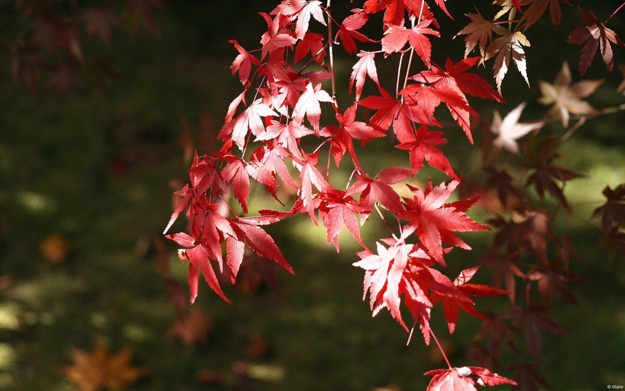 Acer rubrum (клен красный) 'Red Sunset'