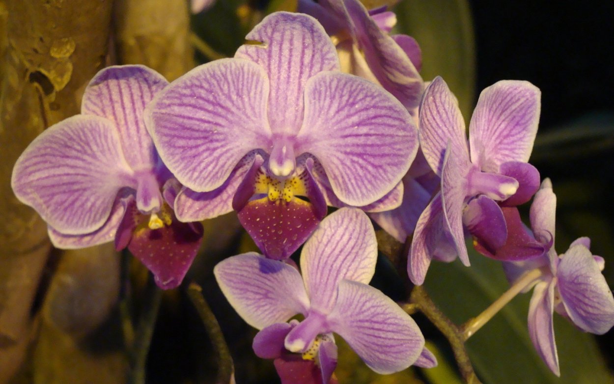 Сиреневая мультифлора фаленопсис