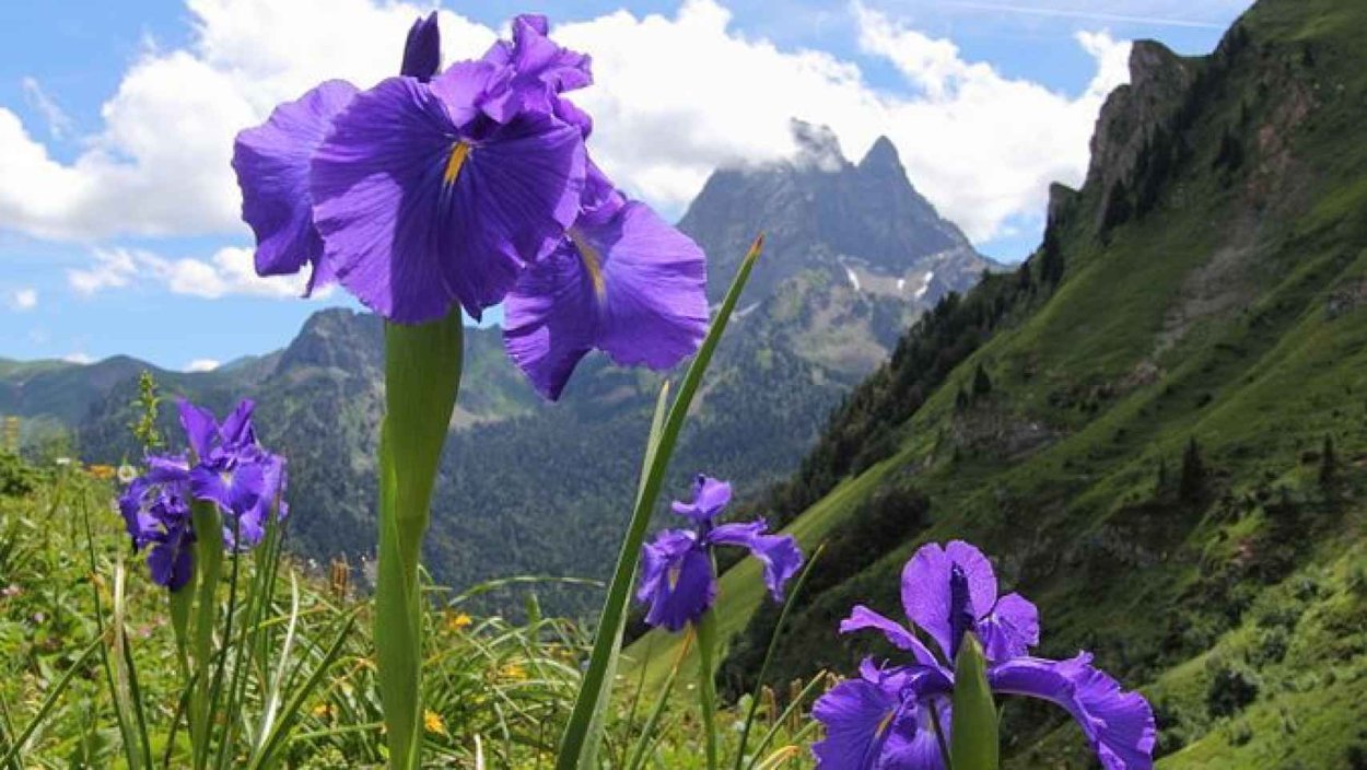 Горы Аппалачи Северная Каролина