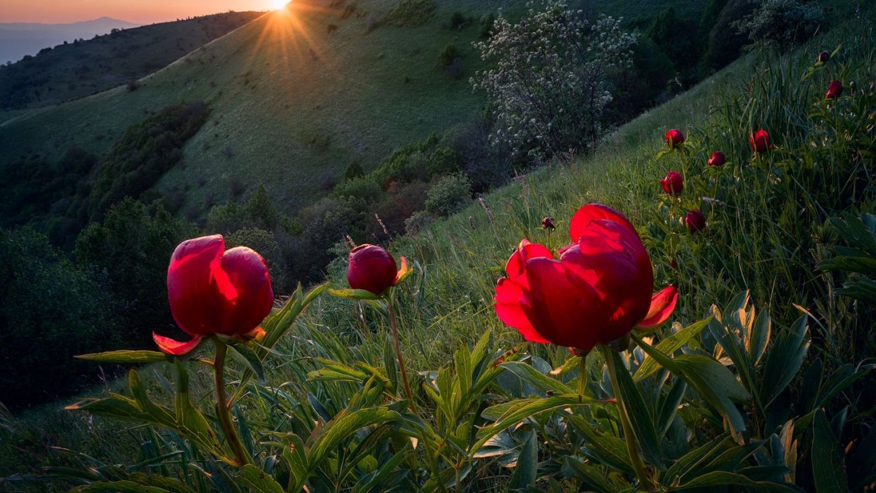 Дикие цветы