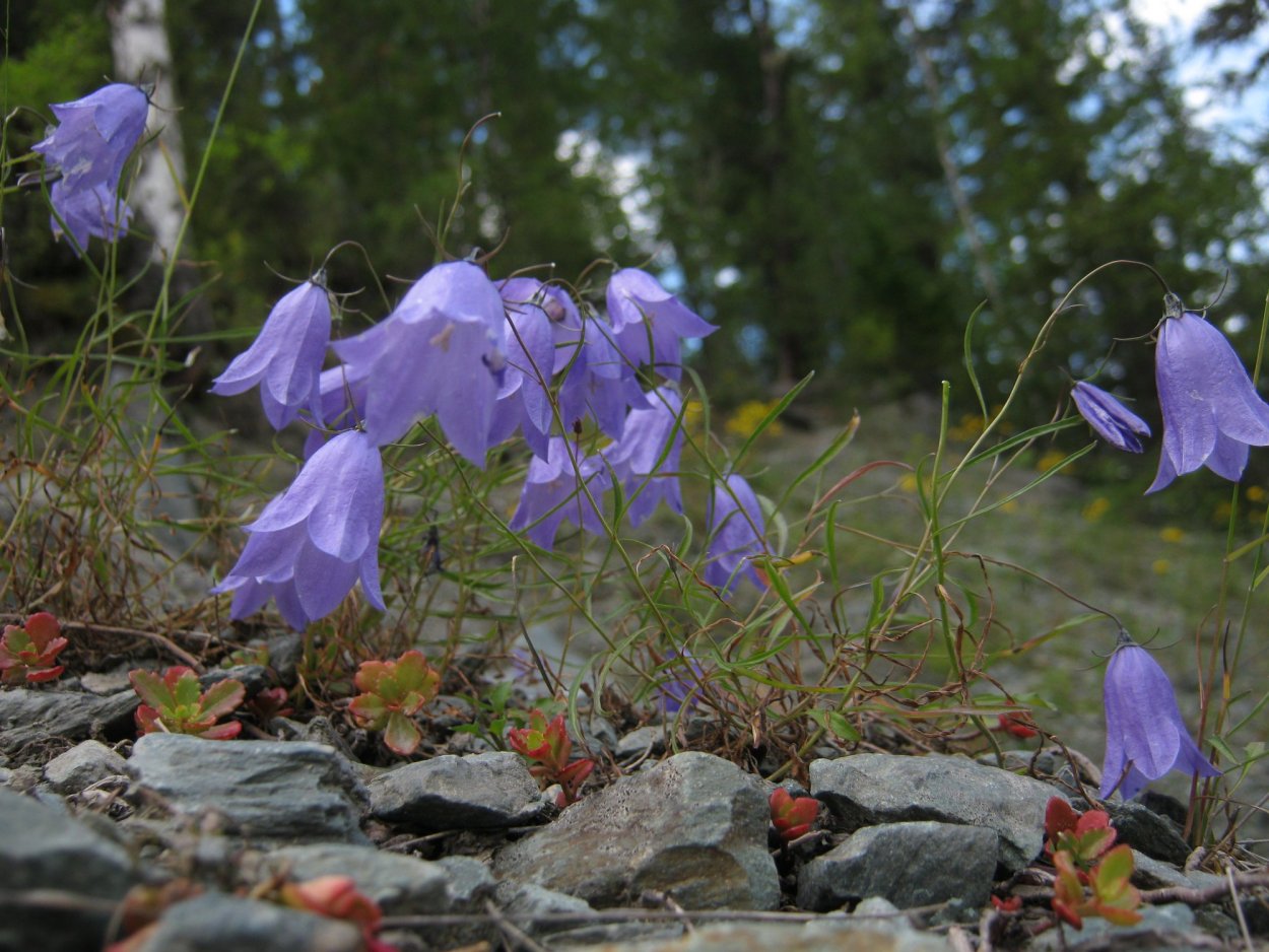 Эдельвейс кавказский цветок