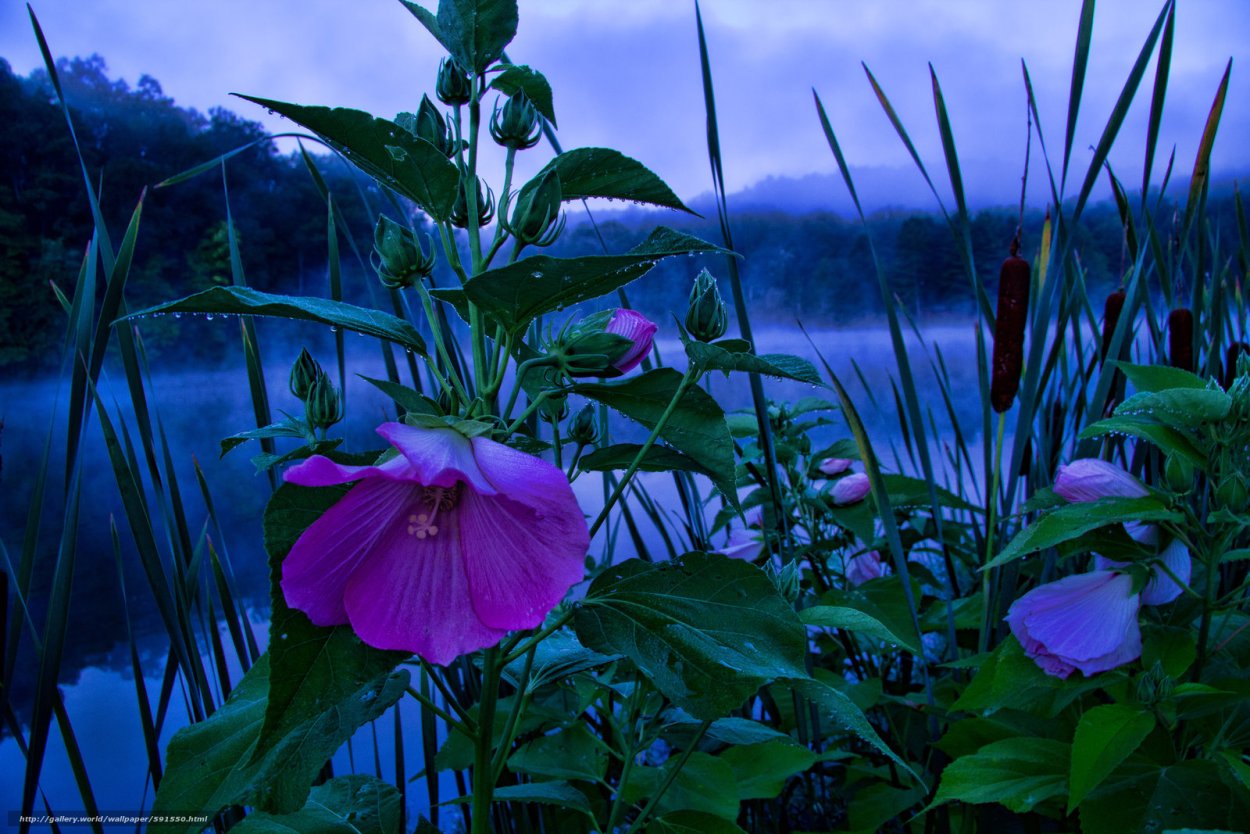 Люпины на озере Текапо новая Зеландия