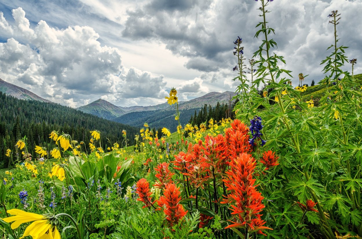 Травы Алтая