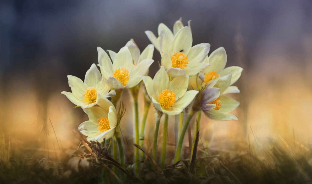 Рододендрон калифорнийский