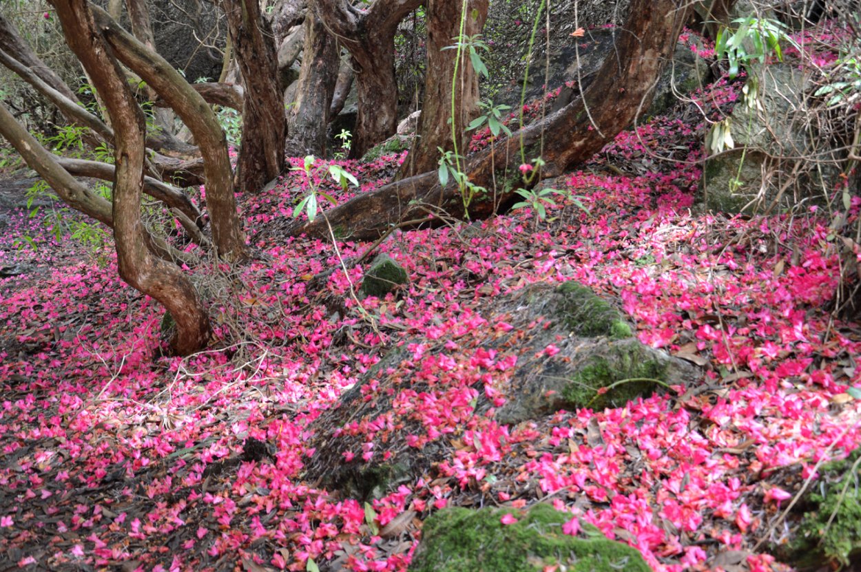 Курильский колокольчик