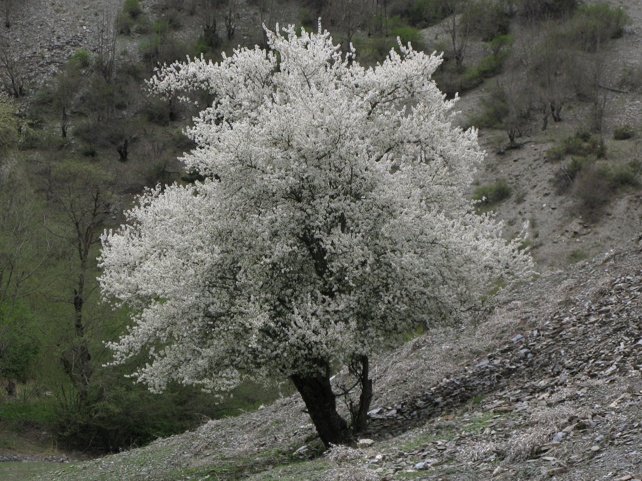 Деревья и кустарники Дагестана