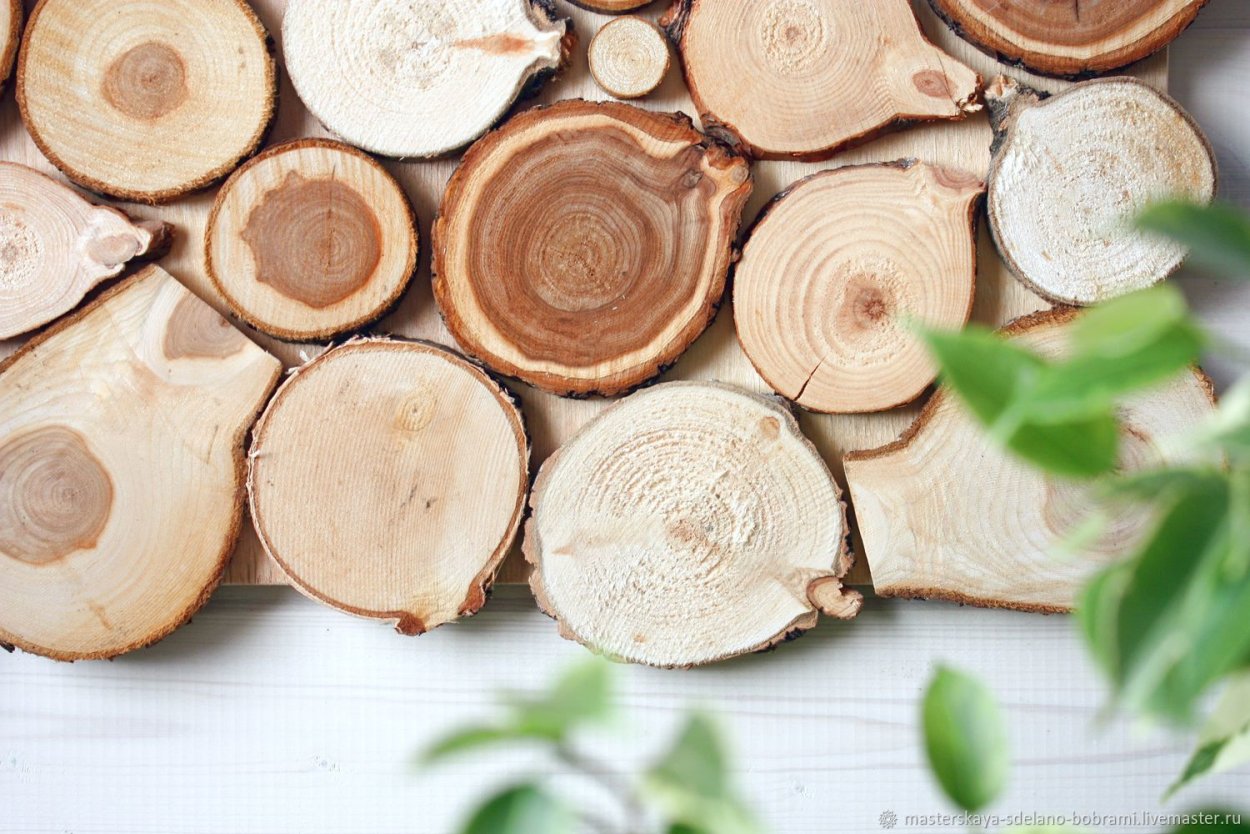 Спилы дерева для декора