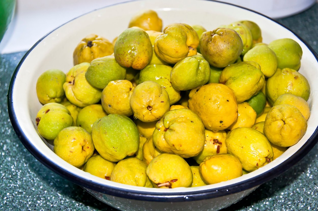 Айвы японской мелкой