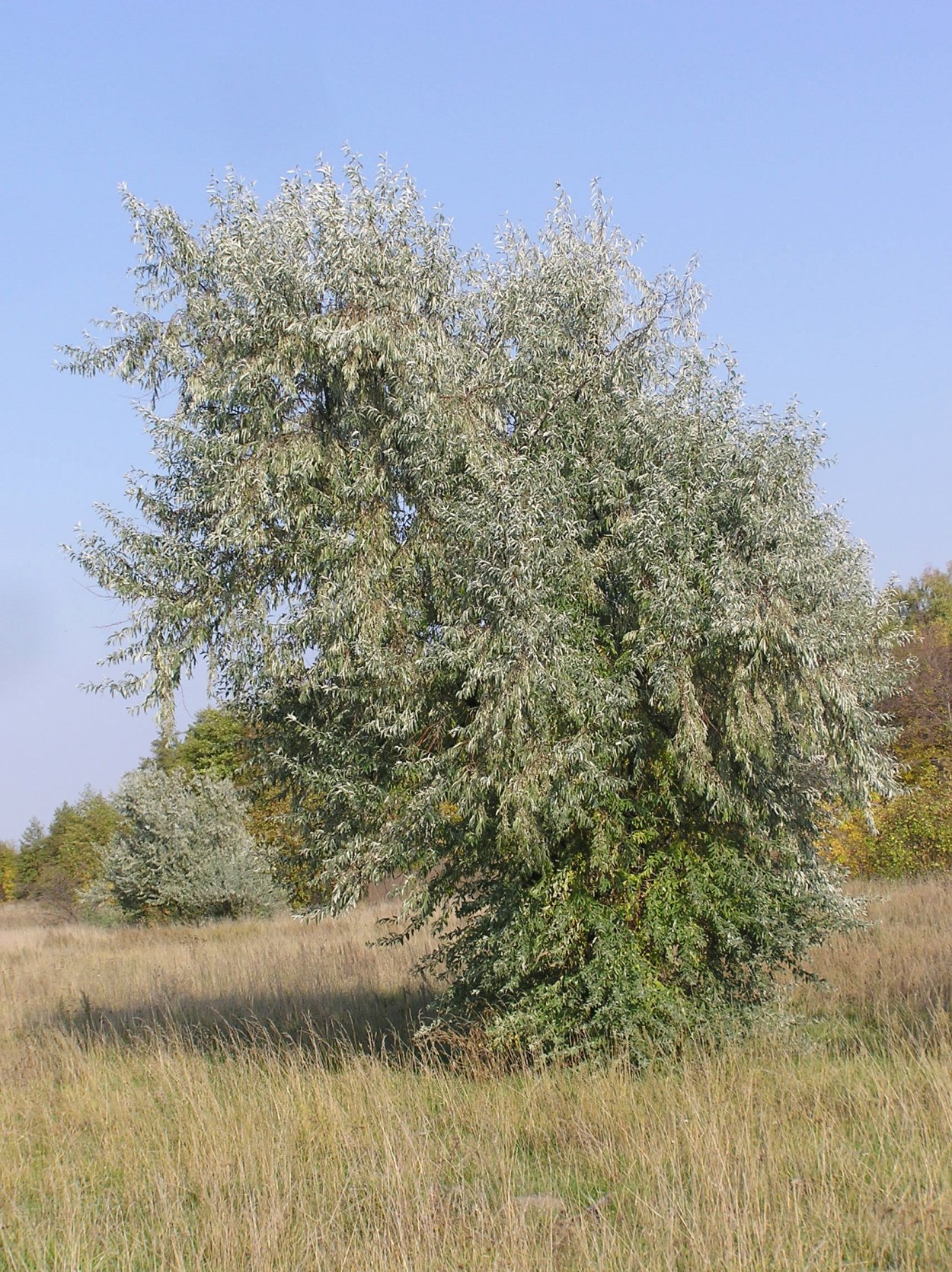 Elaeagnus angustifolia