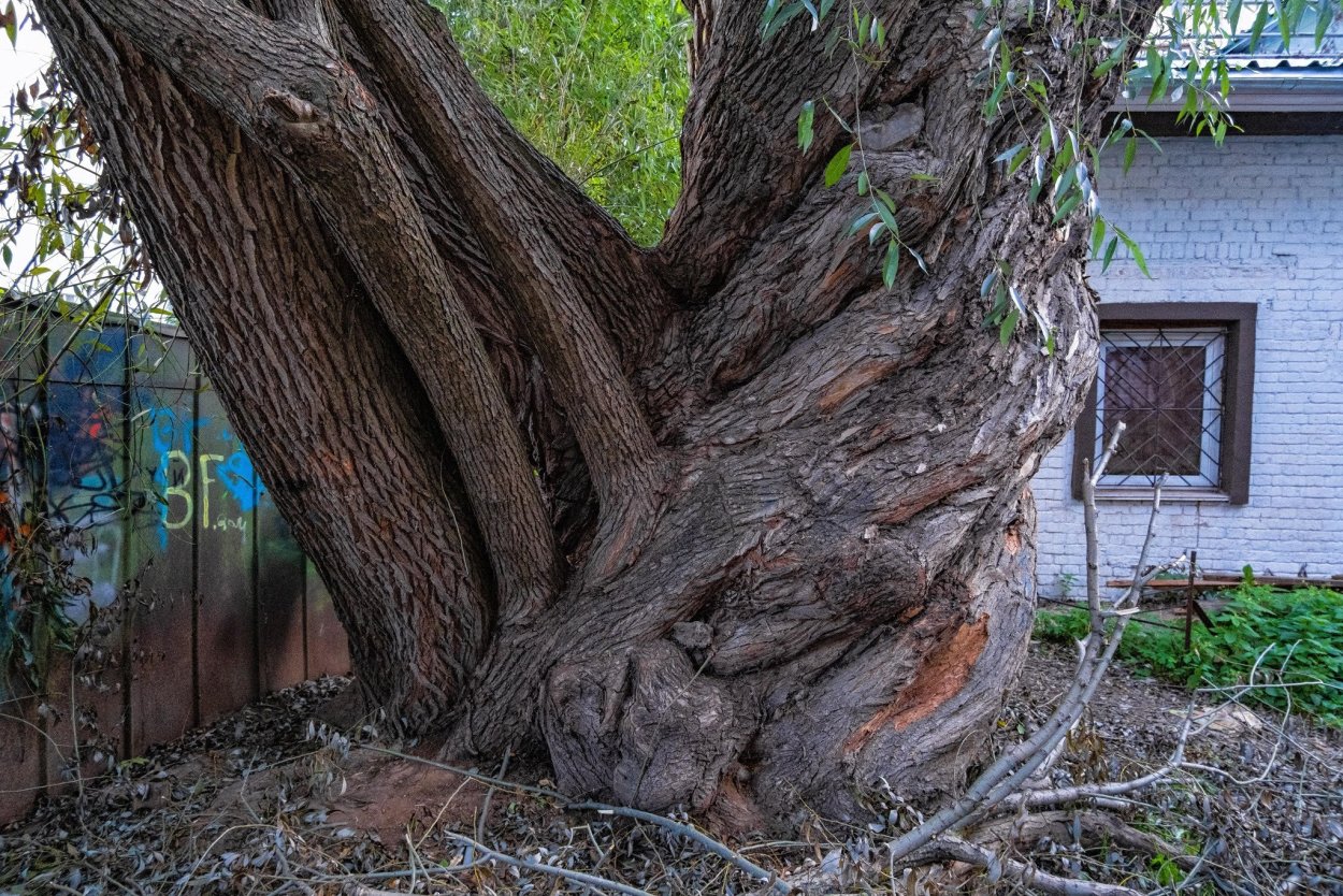 Масленка "букет" zfc046-37