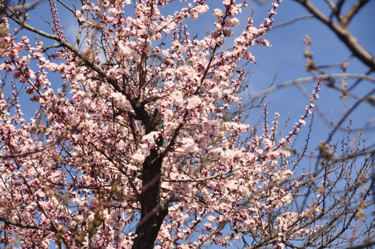 Кокосовый крем кондитерский