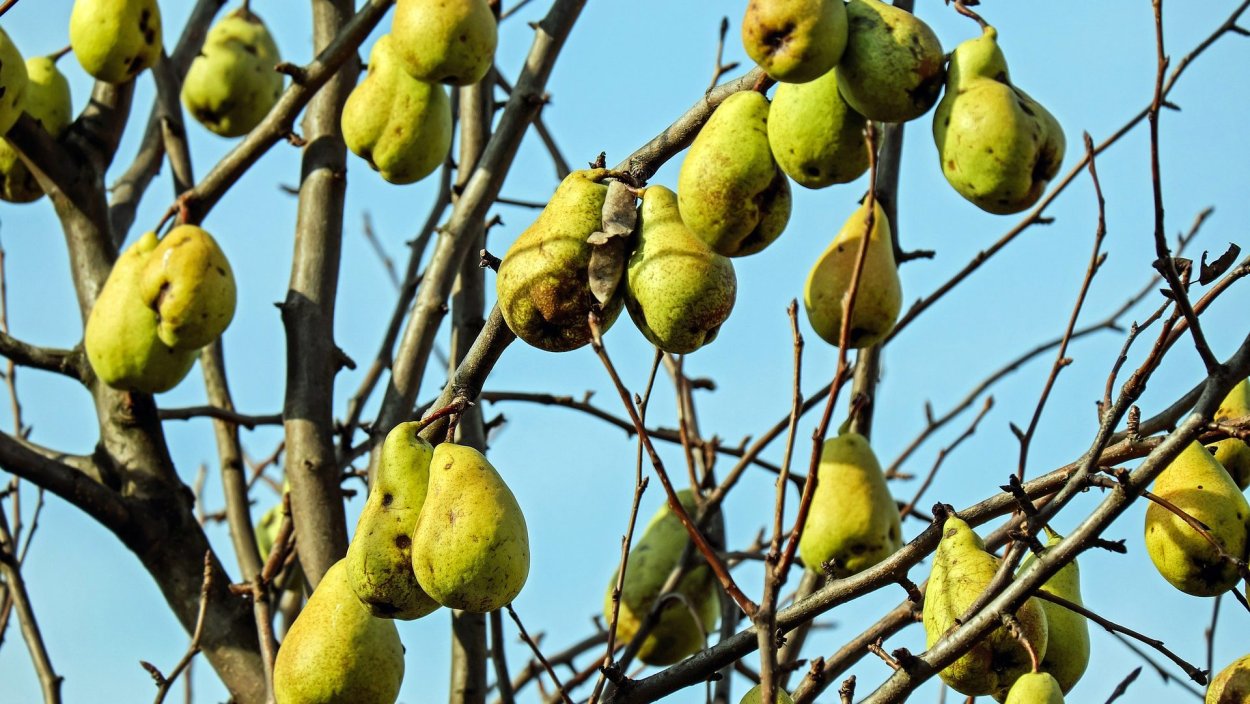 Груша с гибкими ветками