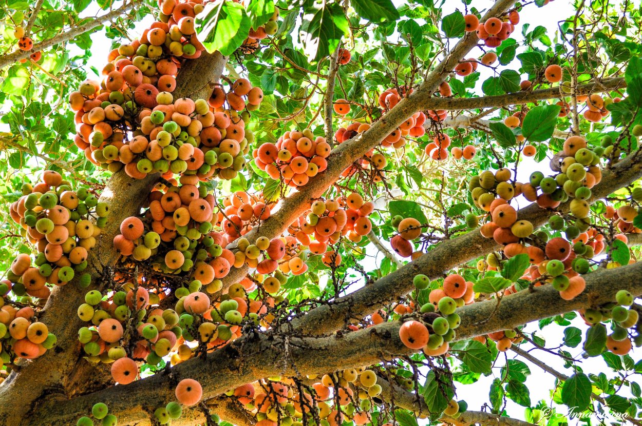 Резьба по дереву Барокко Грабовский