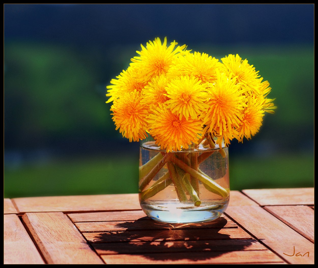 Солнечный букет одуванчиков