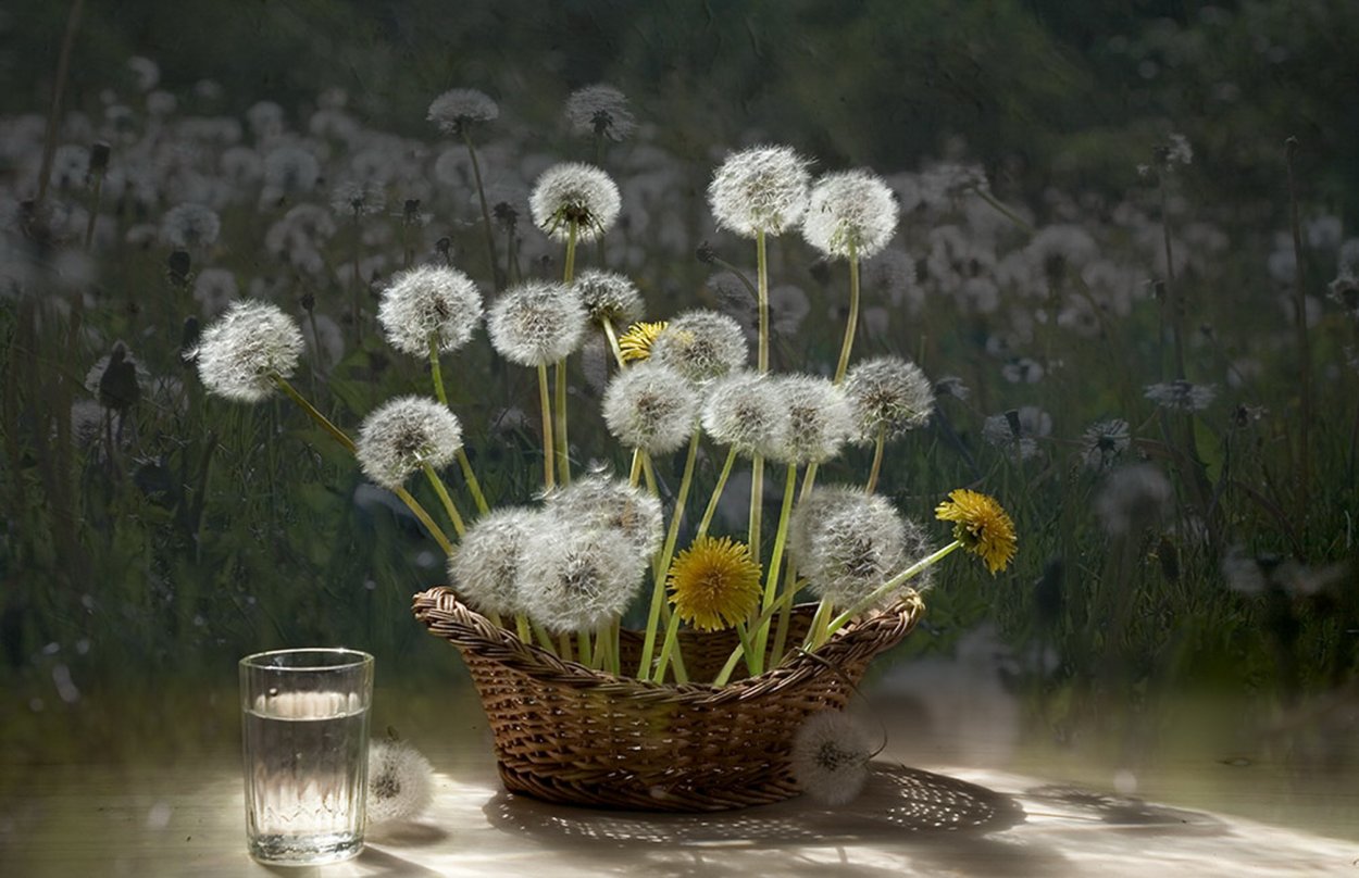 Натюрморт с одуванчиками