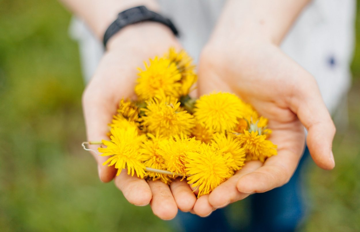 Одуванчик в ладошке
