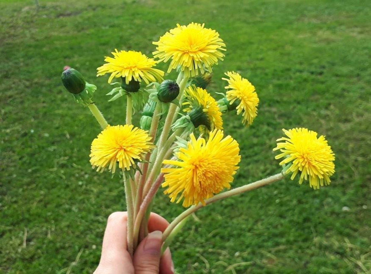 Свадебный букет из одуванчиков