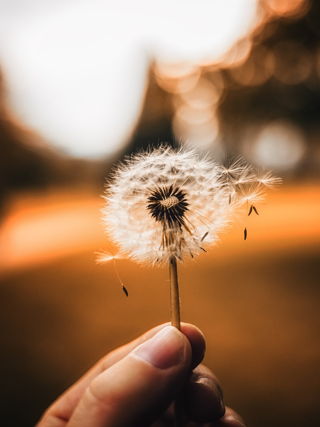 Одуванчик сдутый