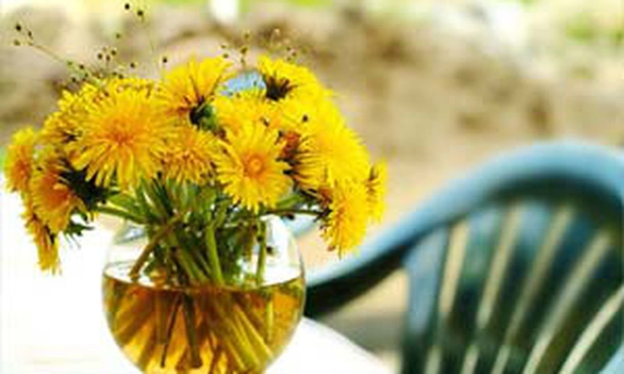 Эстетика одуванчиков желтых