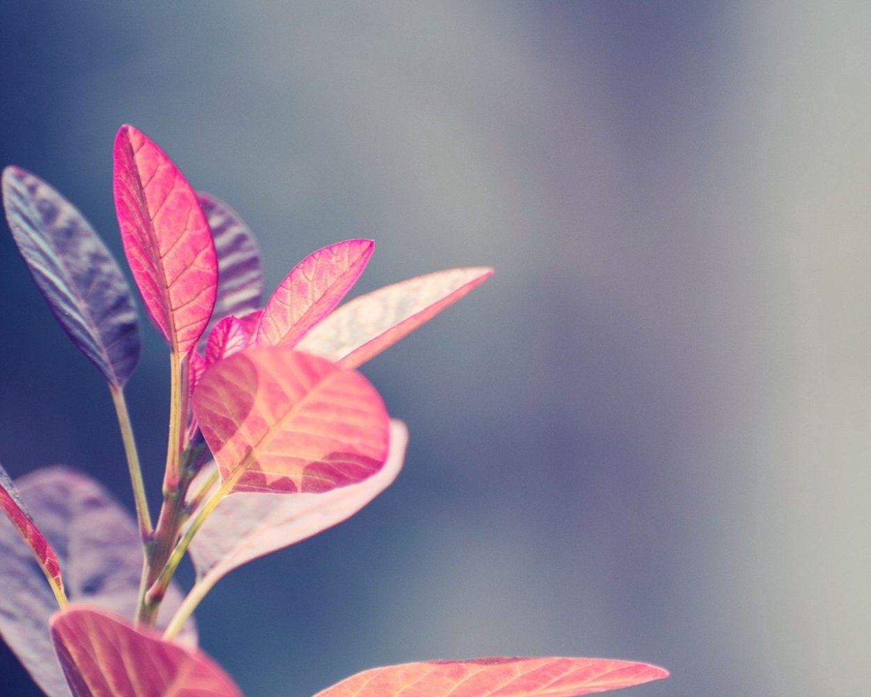 Филодендрон Пинк Квин