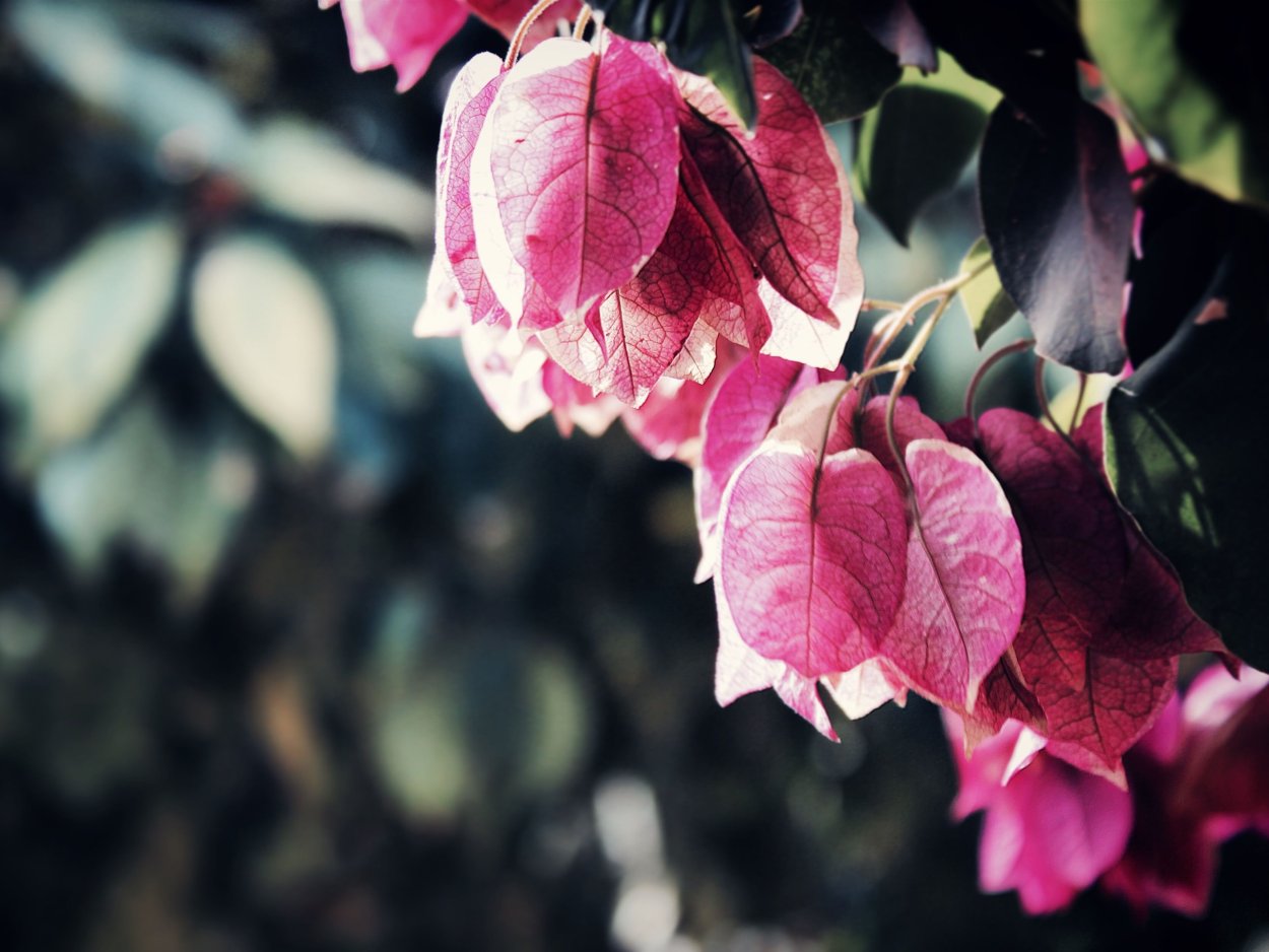 Бегония brevirimosa