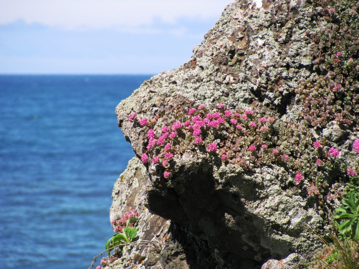 Цветы на скалах