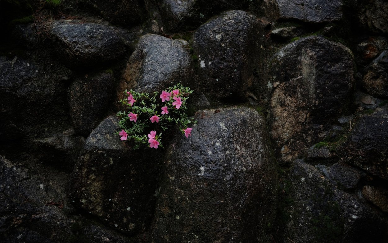 Цветок на скале