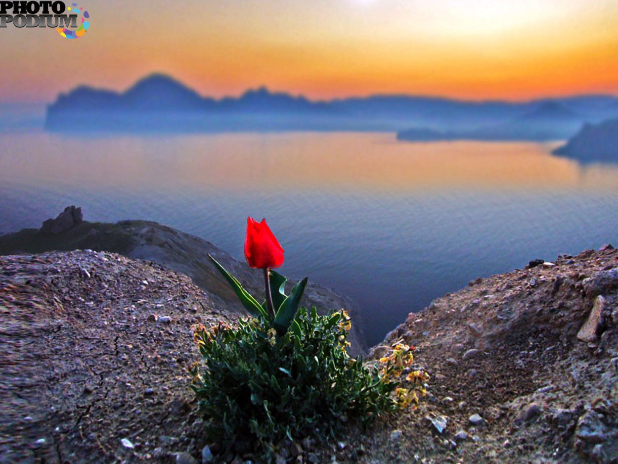 Цветы на скалах