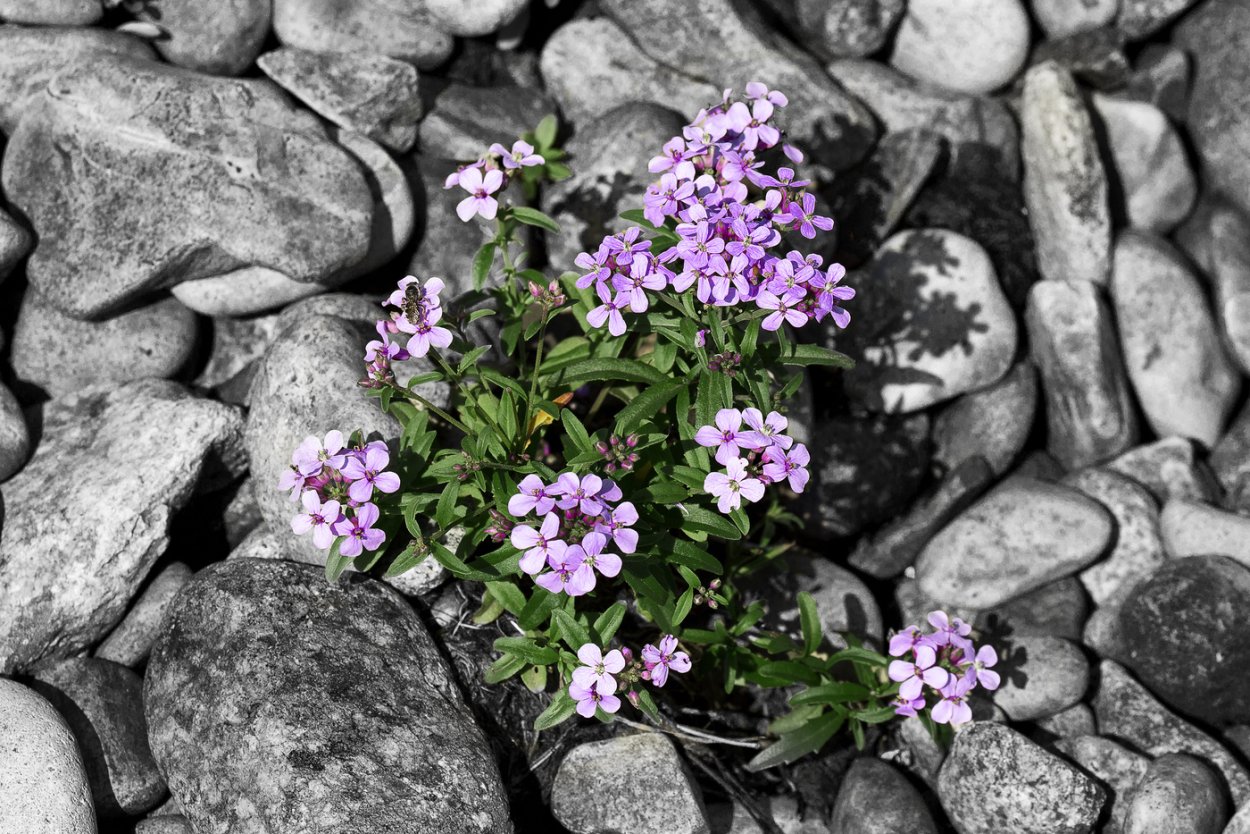 Цветок среди камней