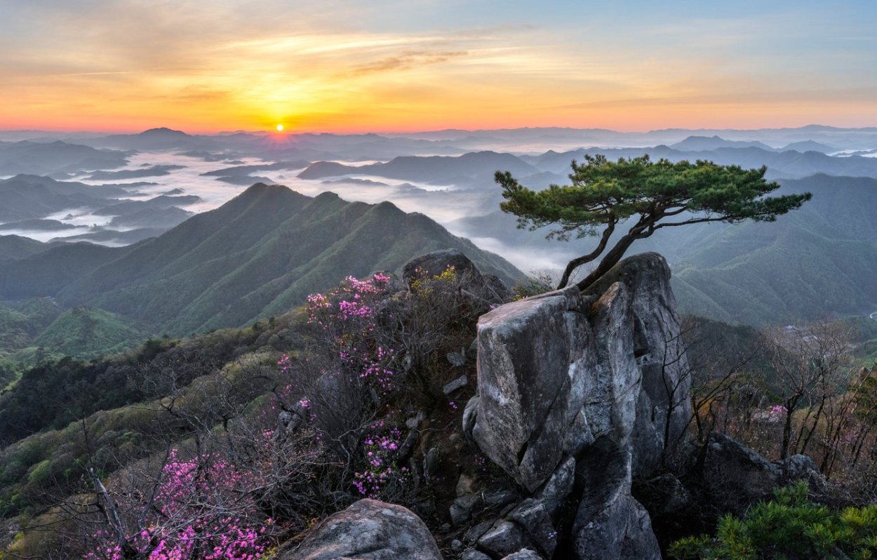Цветы на скалах фото