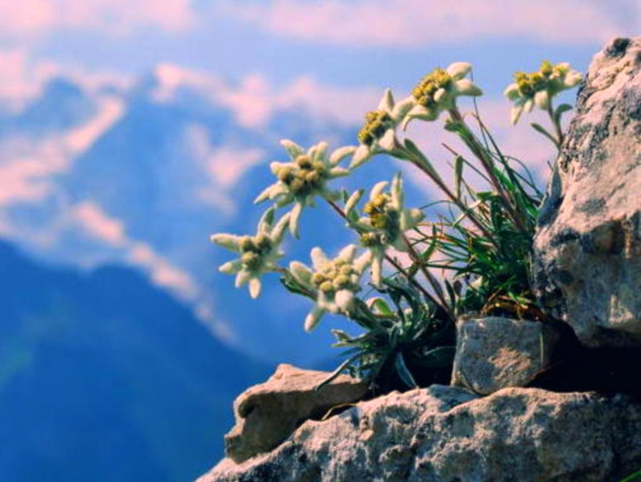 Цветок Эдельвейс на Эльбрусе