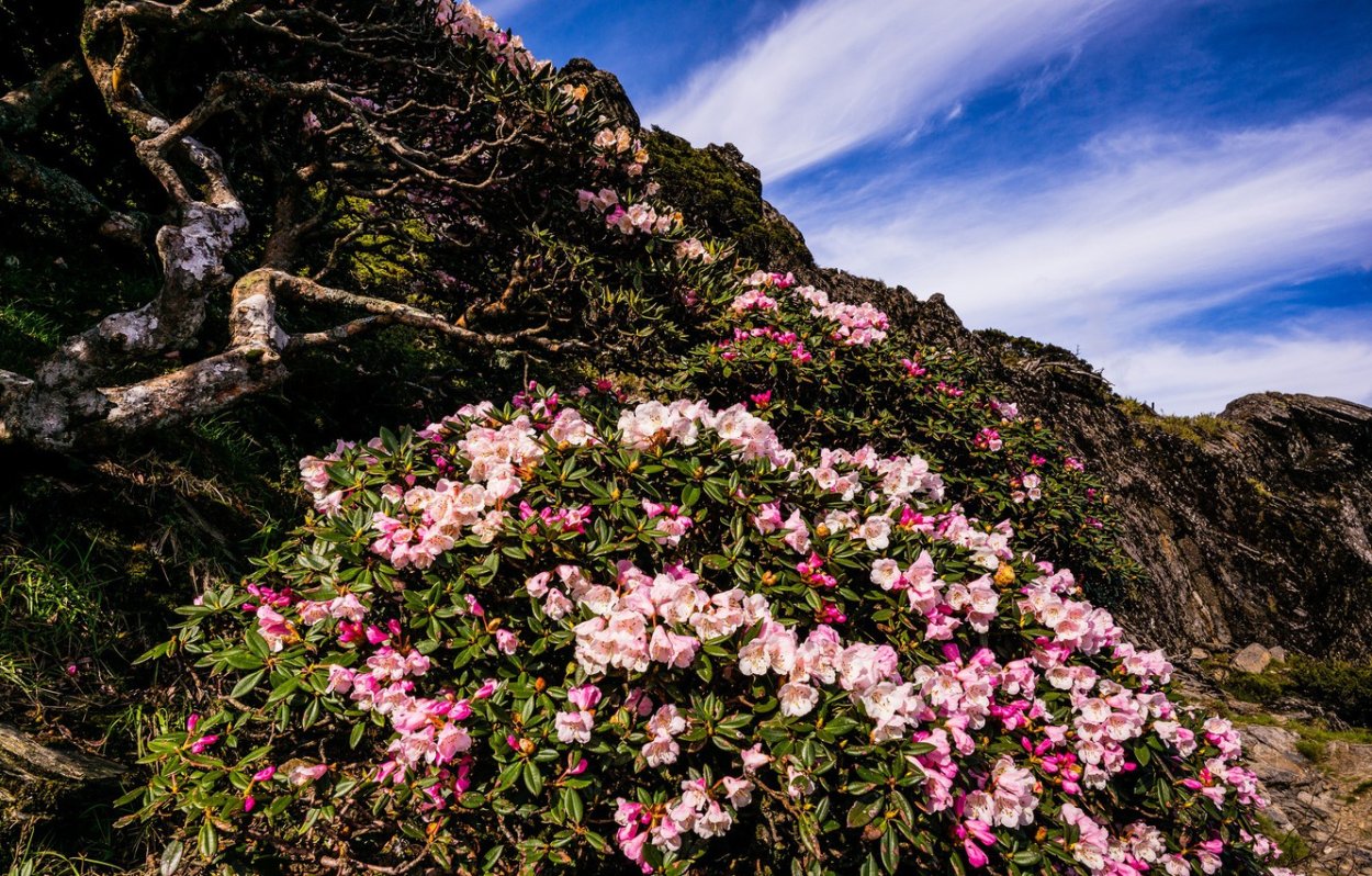 Рододендрон дикий
