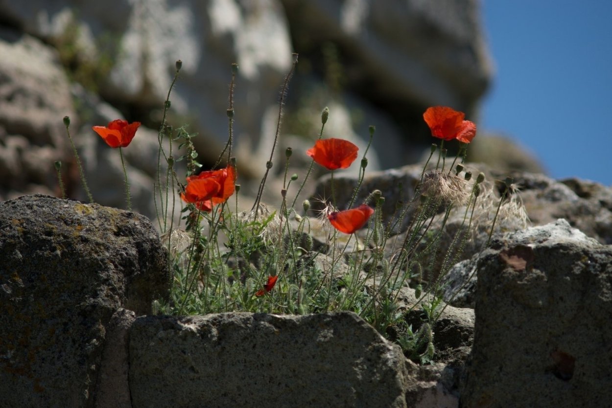 Маки на скалах