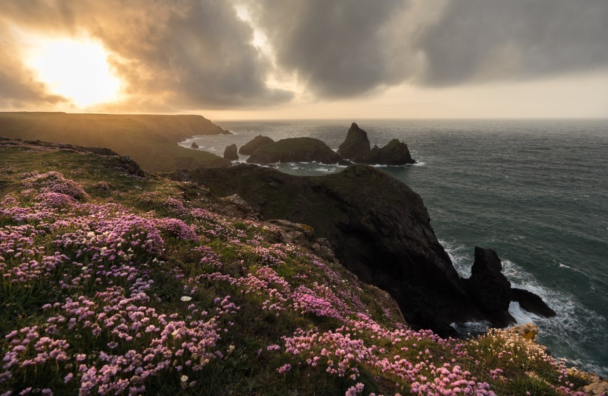 Цветок на Утесе