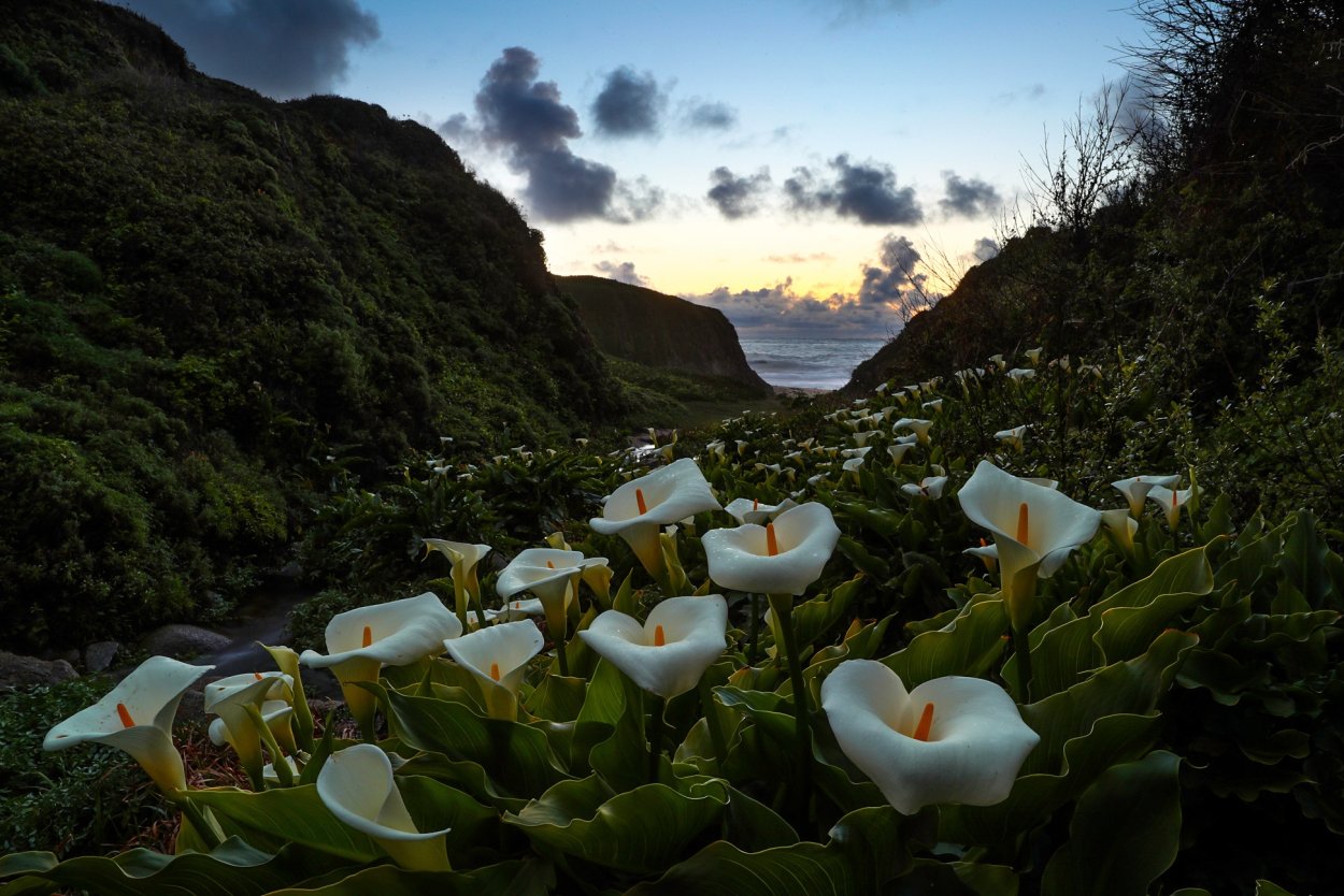 Растения на скалах