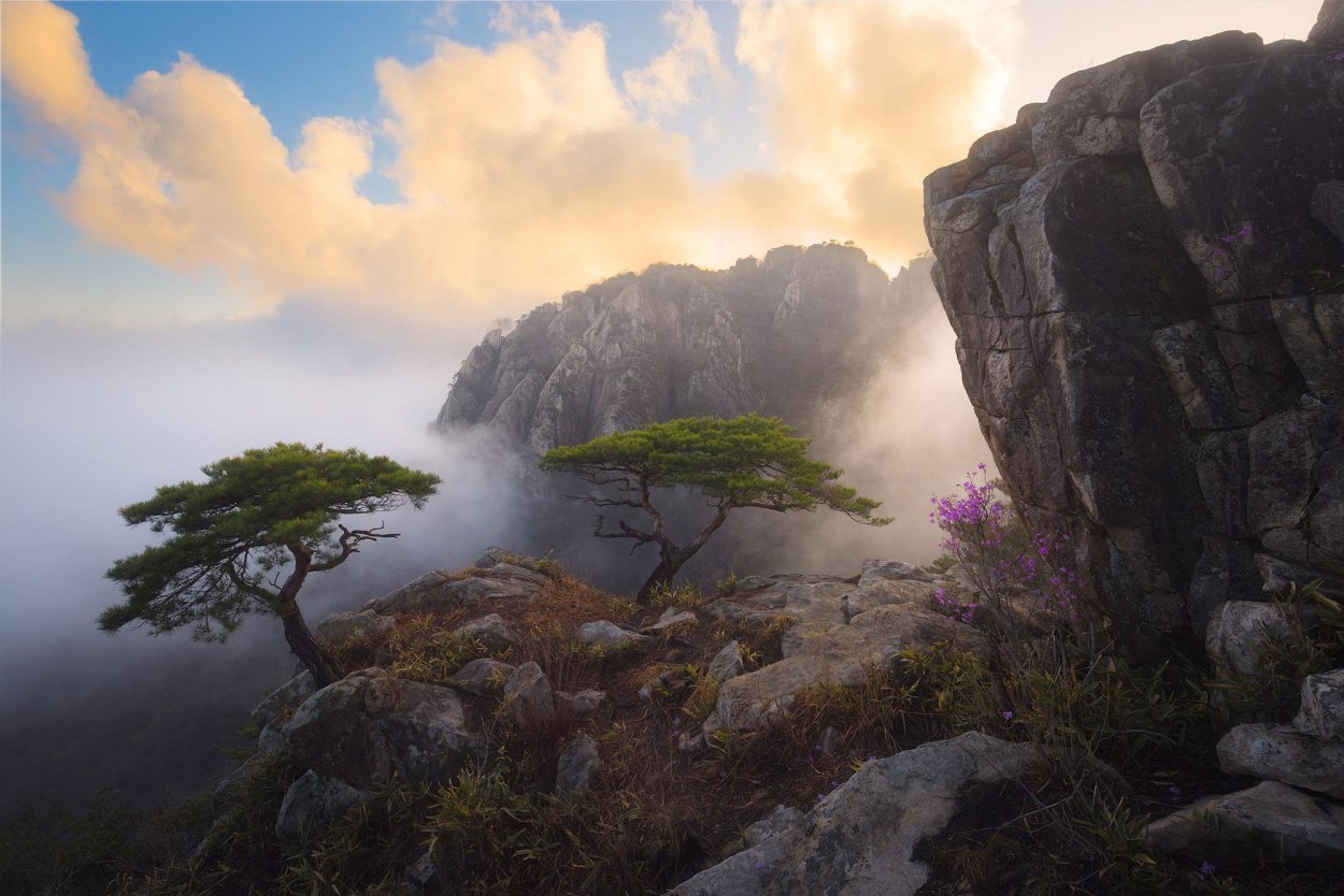 Закат горы цветы