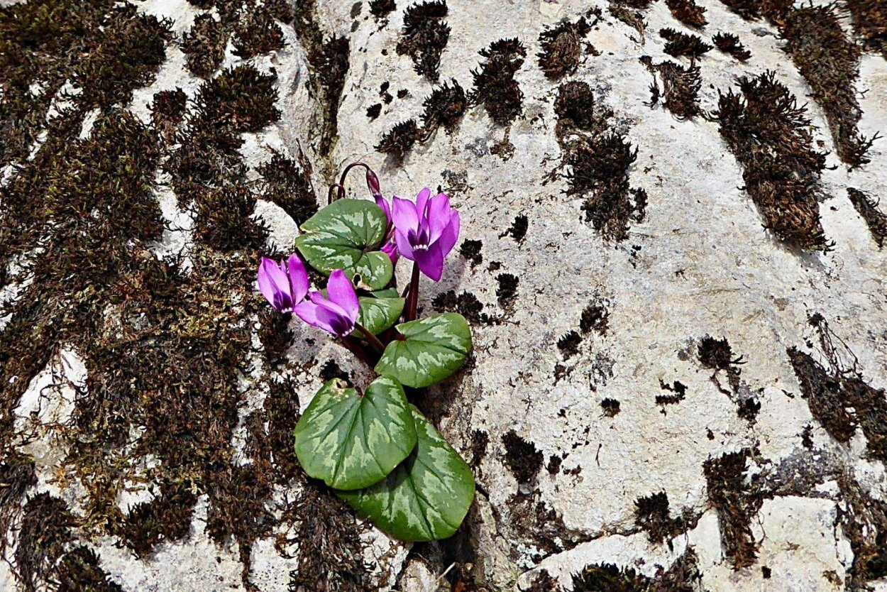 Цветы растущие у моря