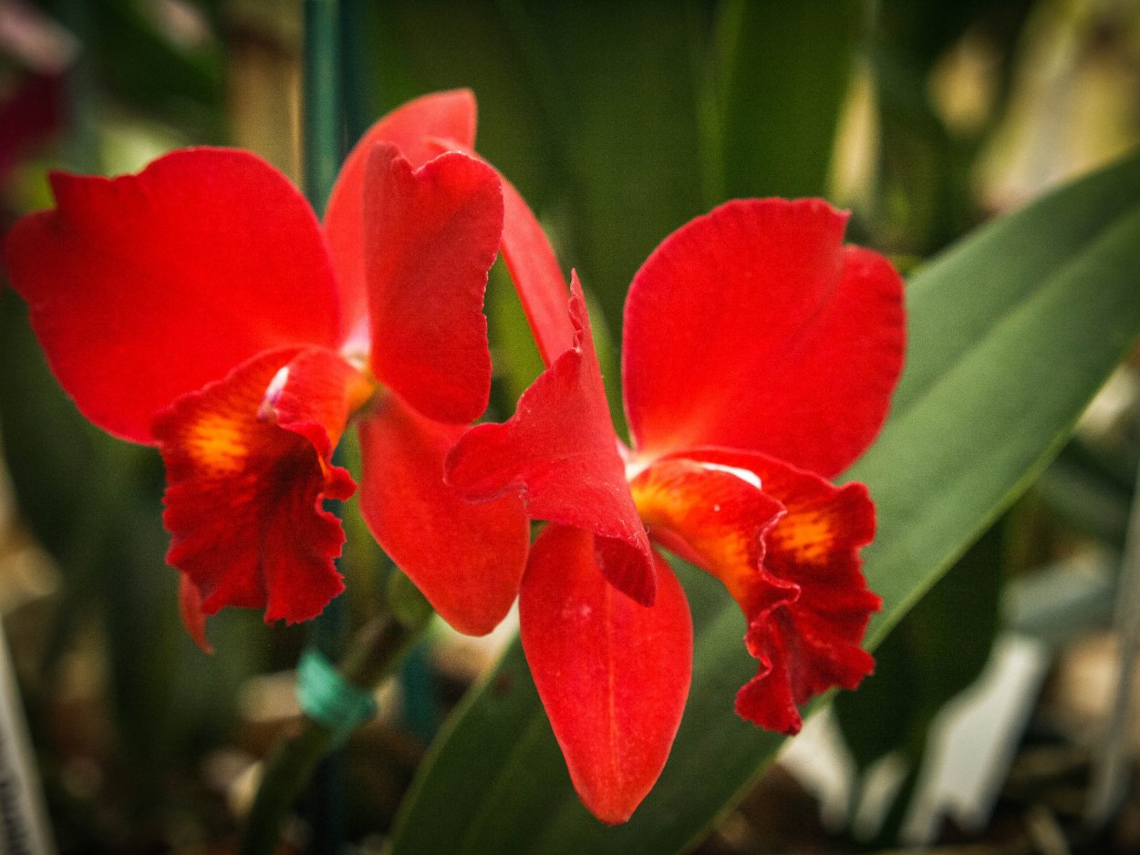 Цимбидиум красный