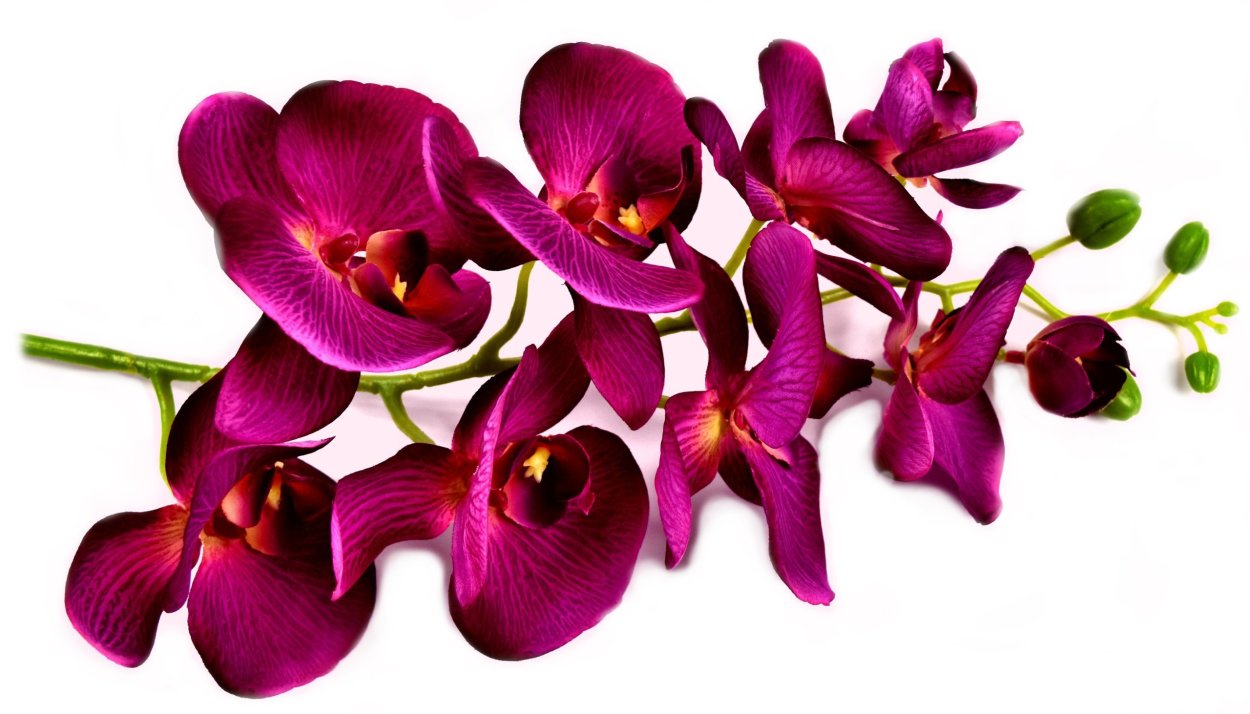 Фаленопсис фаленопсис бургунди ( Burgundy Champagne)