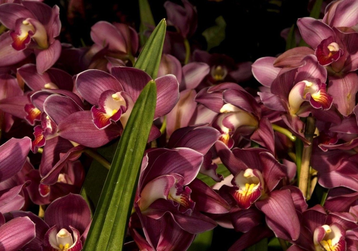 Орхидея Ягуар фаленопсис