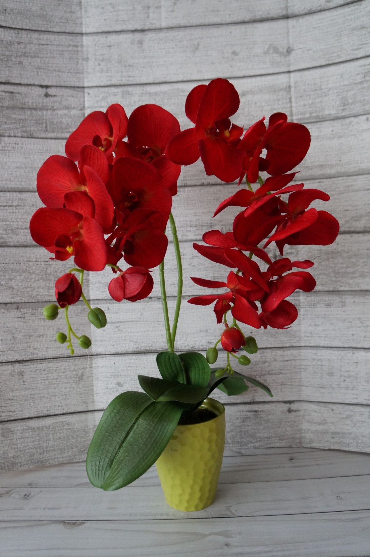 Фаленопсис Zahara