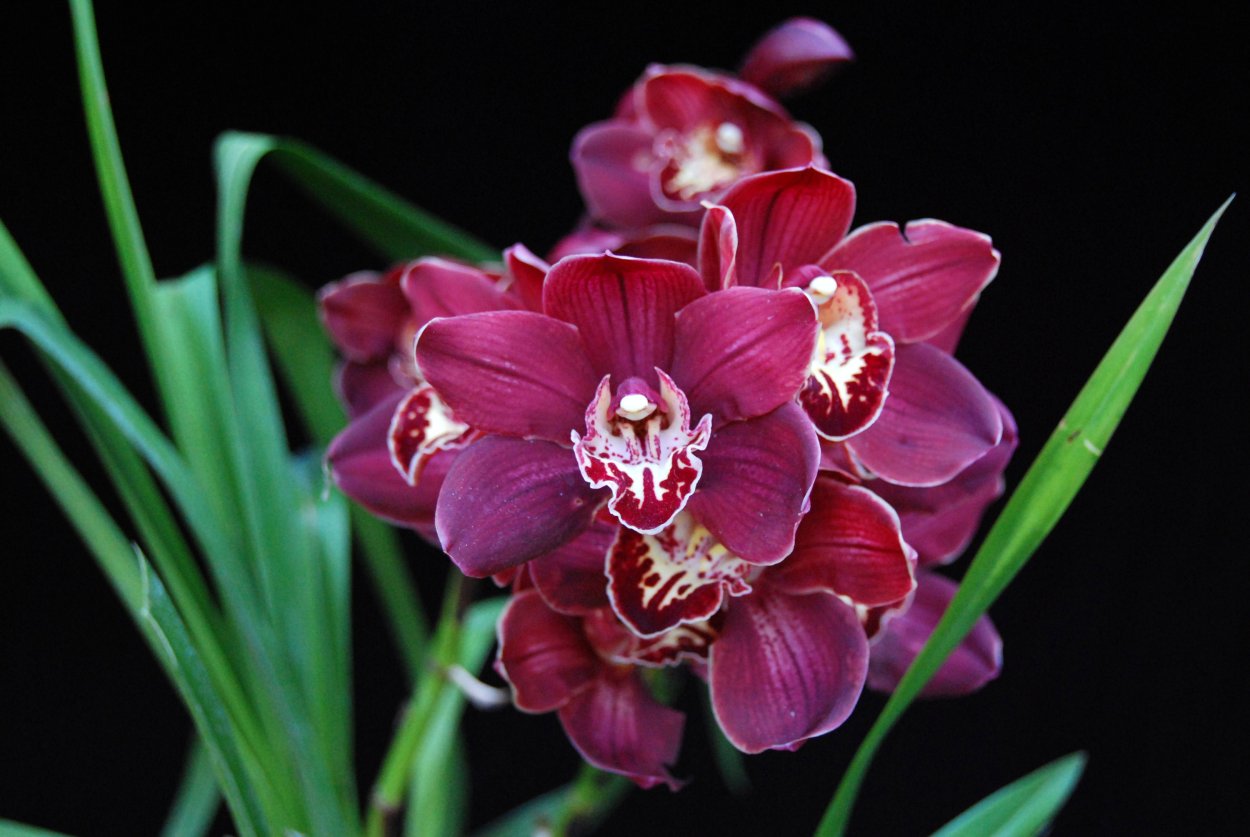 Cymbidium Red Beauty Roy